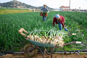 Couple of male and female farmers harvest crop of green onions on a plantation