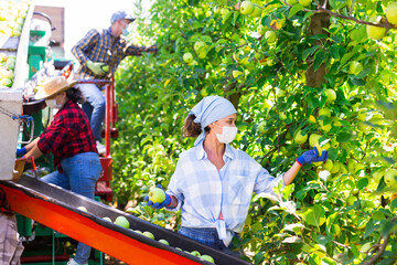 Naklejka na ściany i meble Group of professional farmers in face masks working on modern harvesting platform, picking golden apples