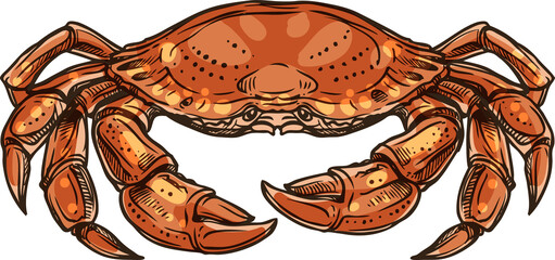 Marine crab vector isolated crustacean animal