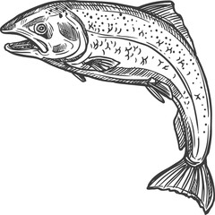 Fish sketch salmon and trout, fishing catch