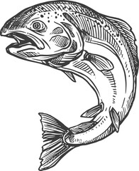 Fish sketch salmon and trout, fishing catch