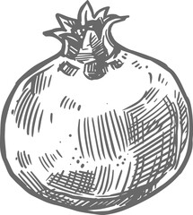 Fruit pomegranate isolated sketch