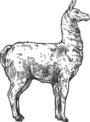 LLama isolated animal vector alpaca or lama sketch
