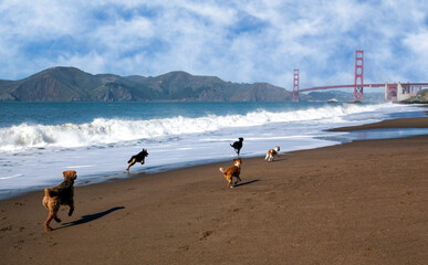 Dogs running on Baker Beach with the Golden Gate Bridge in the background.