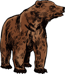 Russian brown bear isolated ursus, grizzly-bear