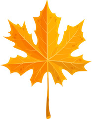 Fototapeta premium Leaf of maple tree isolated autumn fallen foliage
