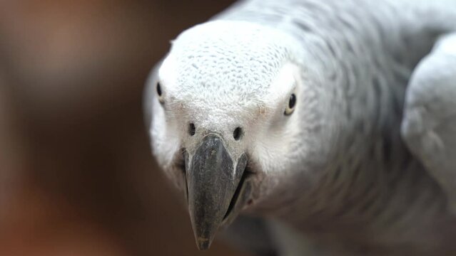 Details close up of a wild congo African grey parrot, psittacus erithacus, staring and looking right into the camera.