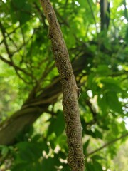 Close up of small insect nymphs on trunk. Leafhoppers nymphs. Metcalfiella. Hemiptera: Membracidae. 
