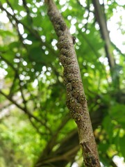 Close up of small insect nymphs on trunk. Leafhoppers nymphs. Metcalfiella. Hemiptera: Membracidae. 
