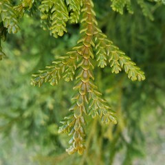 Close up of a small branch of cedar. Thujopsis.
