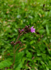 Close up of a little purple flower with blur background. Macroshot. 
