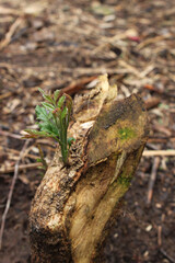 Tree cut in the forest with a bud. Sustainability. Nature always wins. Reforestation. Blossom out.
