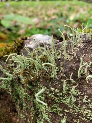 Close up of green moss. Macroshot.
