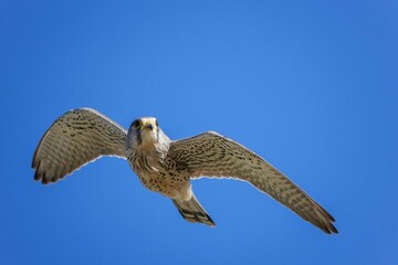 Fototapeta premium 青空バックに餌を探して飛び回る子育て中のチョウゲンボウ オス