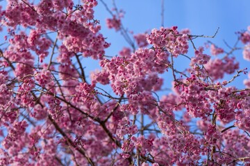 青空バックに見上げる満開の濃いピンクの枝垂れ桜＠奈良