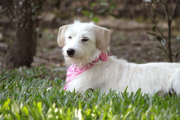 Closeup of a fluffy dog. White dog with pink bandana. Happy puppy having fun in the garden.
