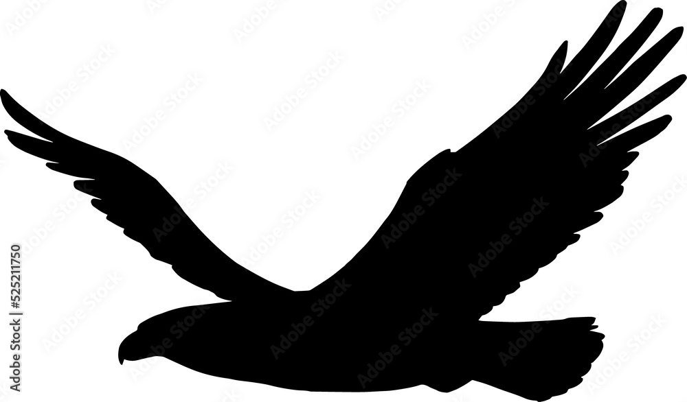 Sticker hawk with long wings isolated bird in flight