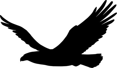 Hawk with long wings isolated bird in flight