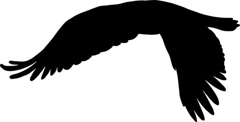 Eagle in flight isolated falconry symbol