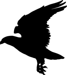 Obraz premium Eagle bird in flight isolated falcon silhouette