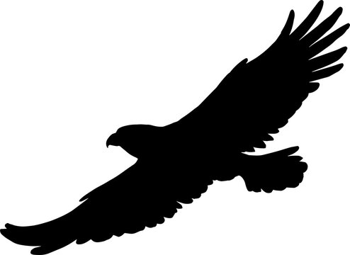 Falcon eagle flying bird isolated silhouette