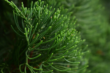 natural green leaves in the morning