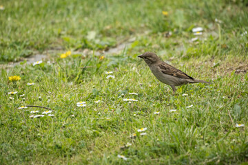 Female sparrow on the lawn.