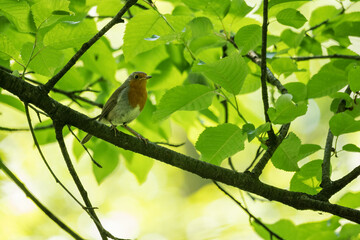 A robin bird on a branch in the forest.