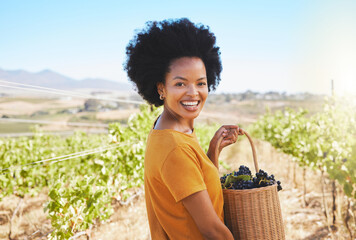Woman picking grapes in vineyard, wine farm and sustainability fruit orchard in rural countryside. Portrait of happy black farmer carrying a basket of sweet, fresh and organic produce in agriculture