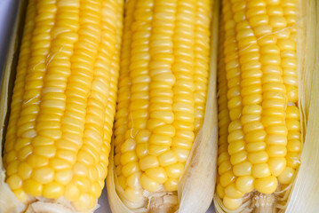 ripe corn cobs steamed or boiled sweetcorn for food vegan dinner or snack, cooked sweet corn background