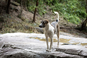 Soi dog in Chiang Mai wildlife Stray dog problem in Thailand