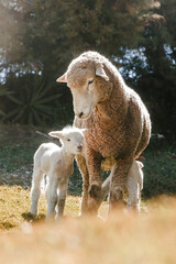 sheep with her newborn sheep showing mother's love in animals