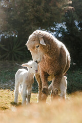 sheep with her newborn sheep showing mother's love in animals