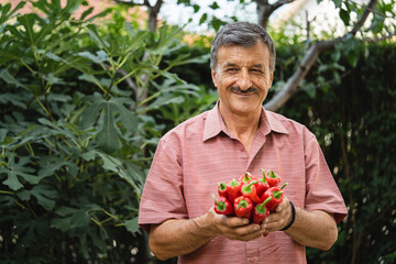 man senior farmer hold stack of harvested red ripe paprika pepper