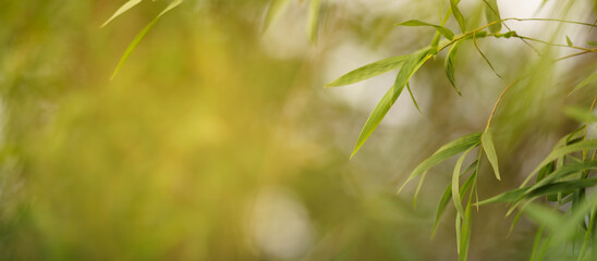 Closeup of beautiful nature view green bamboo leaf on blurred greenery shadow and background in garden with copy space using as background cover page concept.
