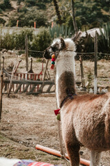 Peruvian llamas with traditional decoration - obrazy, fototapety, plakaty