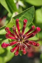 Strongly scented bougainvillea flowers.