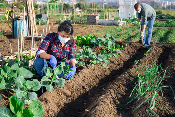 Hispanic woman wearing protective face mask working in vegetable garden in spring, spudding young cabbage plants. New life reality in coronavirus pandemic