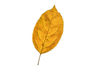 autumn leaf isolated no background