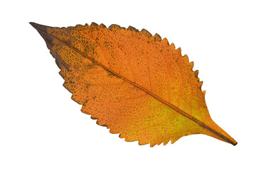 autumn leaf isolated no background