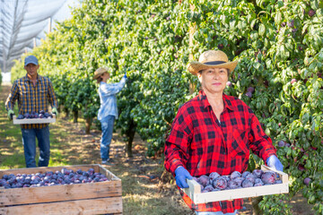 Portrait of elderly female gardener during harvesting of plums at farm plantation on sunny day