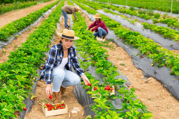 Portrait of young woman working on farm plantation during summer harvest time, picking fresh ripe sweet strawberries