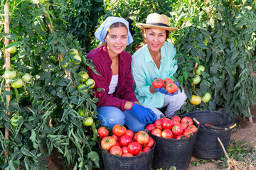 Hardworking farmers working on the plantation harvest ripe tomatoes, putting them in buckets
