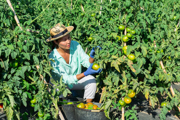 Naklejka na ściany i meble Asian woman in hat picking green tomatoes from shrubs in garden.