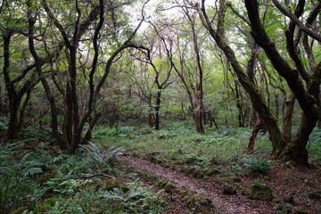 Obraz premium fine autumn forest with old trees and fern