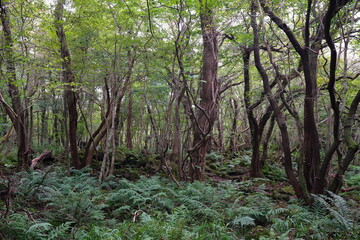 Obraz premium vines and fern in deep forest