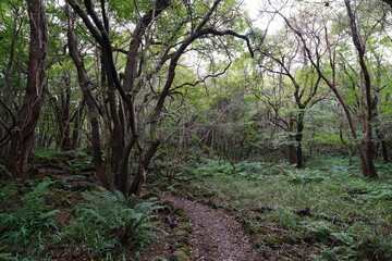 Fototapeta premium fine autumn forest with old trees and fern