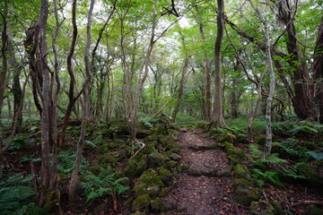 Fototapeta premium autumn forest path through old trees and fern