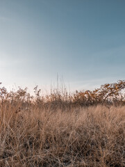 Desert land with dry grass