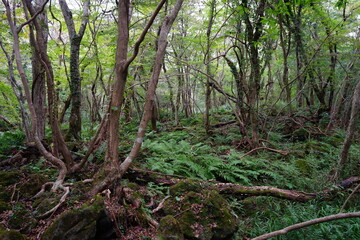 dense primeval forest in autumn
